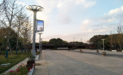 在這綠樹成蔭的公園里，我是一棵特別的“樹”
